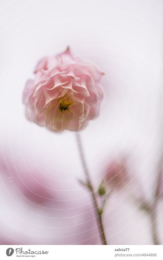 Columbine in pale pink Aquilegia Flower Blossom Delicate Pink Nature Plant Spring Blossoming Colour photo Garden Macro (Extreme close-up) Shallow depth of field