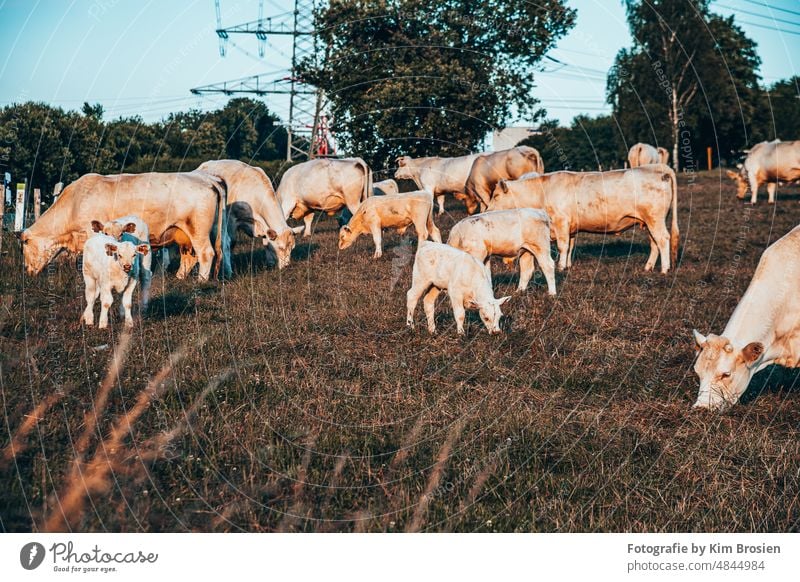 Herd of cows on pasture Cow Willow tree Agriculture young animal Animal Mammal wiehl Cattle Grass Nature Farm animal Landscape Livestock Green Meadow Summer