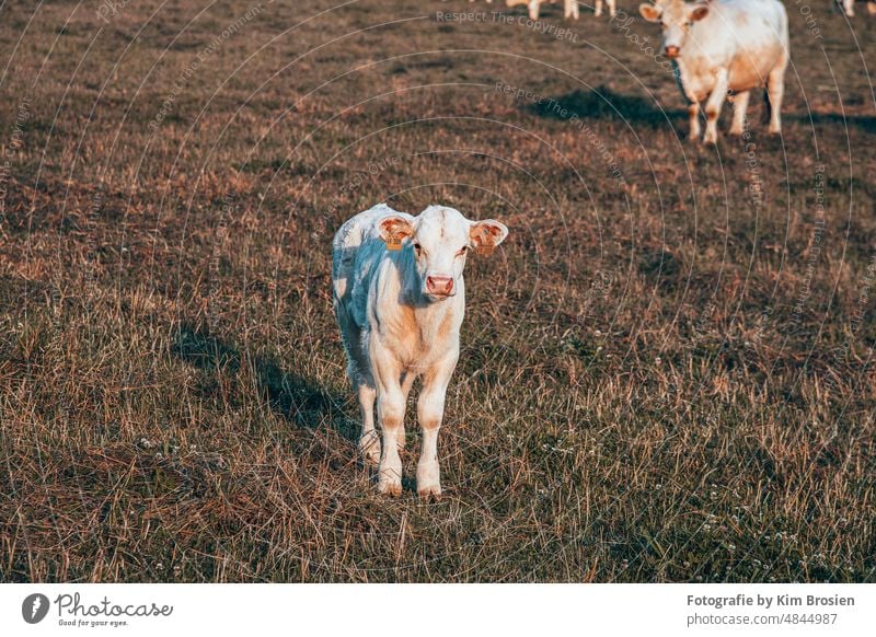 Calf in portrait young animal Cow grazing cow pasture milk animal world Animal Willow tree country Village Herd babyface Meadow Nature Exterior shot Grass