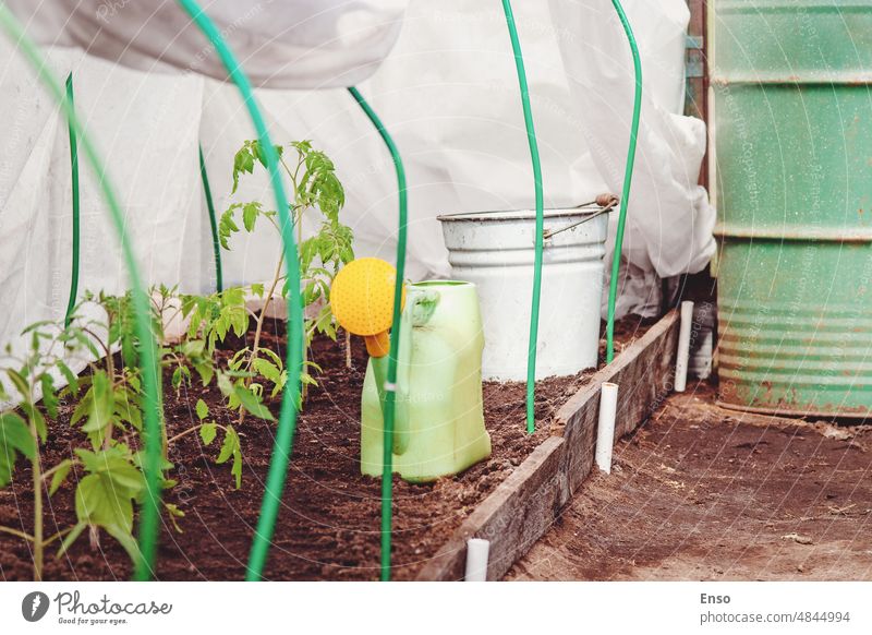 Greenhouse with tomato plants in organic homestead, growing vegetables in small family garden gardening tomatoes planted seedlings greenhouse watering can