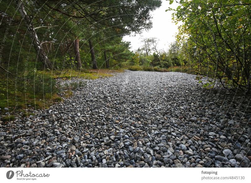 Narrow heath with flint fields Heathland Binz Stone stones flints background Depth of field focus gradient blurred blurriness Rügen Baltic island Baltic Sea