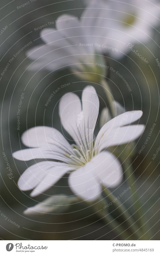 Field Hornwort Blossom Plant Cerastium arvense Creeper Macro (Extreme close-up) Ornamental plant White Flower Close-up Exterior shot Shallow depth of field