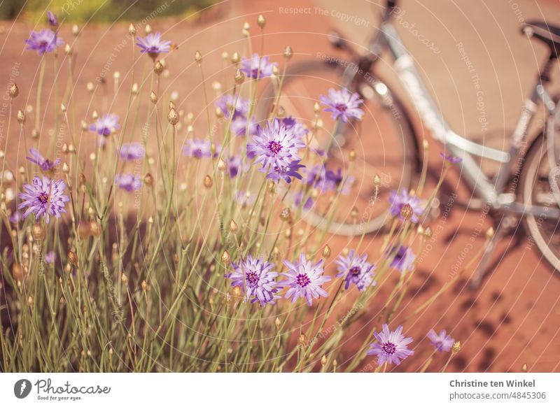 Short break during the bike ride to photograph the "Blue Rattle Flower". The bike shines in the background in the sunlight. Bicycle Cycling Cycling tour