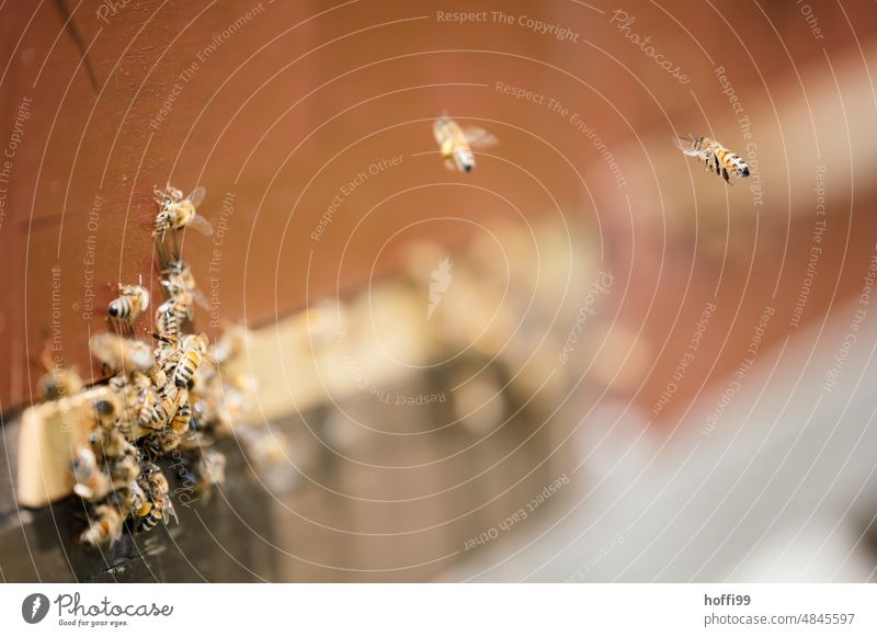 Bees approaching a beehive bees Flying Beehive Hover Honey bee Apiary Bee-keeper Honeycomb Insect beekeeping Bee-keeping Colony Nature Summer naturally Healthy