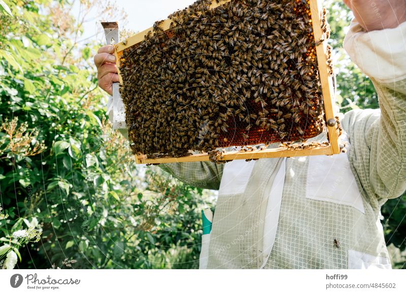 A beekeeper visually inspecting a honeycomb Honey test sighting Visual inspection Beehive Honey bee Bee-keeping Honeycomb beeswax Apiary beekeeping Bee-keeper