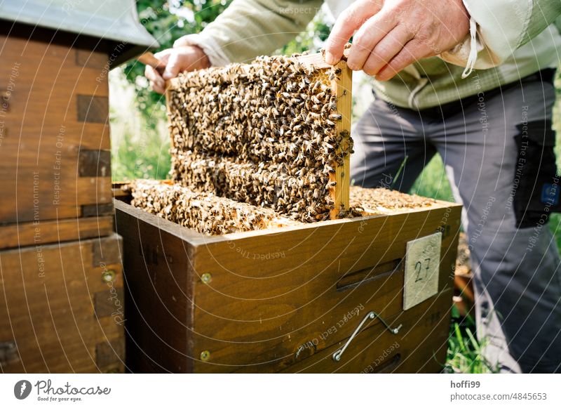 A beekeeper visually inspecting a honeycomb Honey test sighting Visual inspection Beehive Honey bee Bee-keeping Honeycomb beeswax Apiary beekeeping Bee-keeper