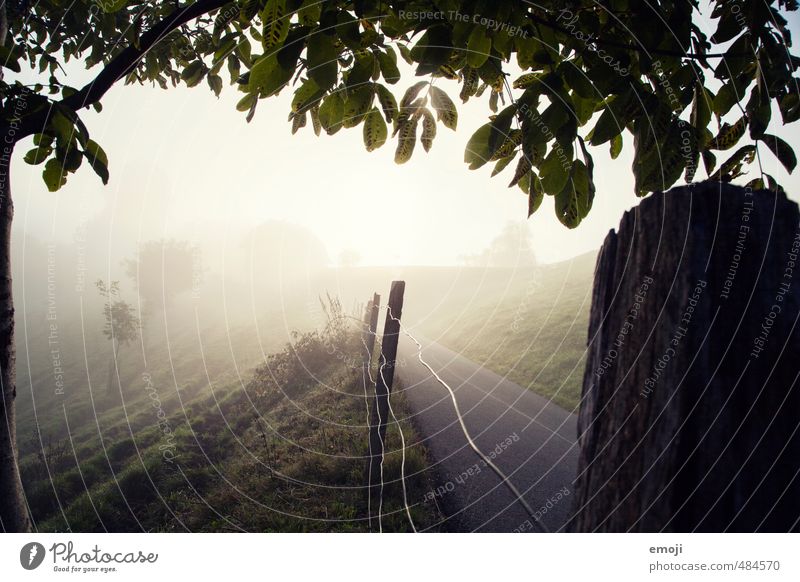 fog line Environment Nature Landscape Autumn Fog Field Dark Natural Fog boundary Colour photo Exterior shot Deserted Morning Sunbeam Sunrise Sunset