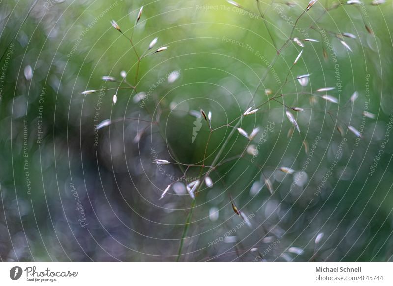 Delicate grass plants Grass grasses Fine Environment Close-up naturally Wild plant Meadow Nature Plant blurriness Green