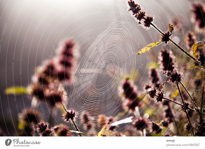 darned and woven on Environment Nature Plant Autumn Flower Natural Pink Spider's web Colour photo Exterior shot Deserted Day Shallow depth of field