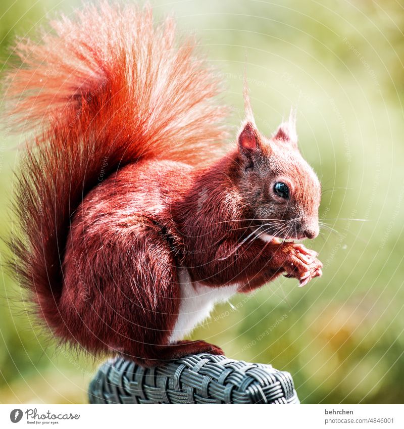 cuddly toy Animal portrait Animal face Colour photo Love of animals Cute Deserted Exterior shot Curiosity Observe Squirrel Garden cheeky monkey Easygoing Brash