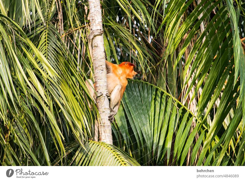 be on the lookout Animal portrait Deserted Exterior shot To hold on Impressive Animal protection Environmental protection Colour photo Wanderlust Sarawak