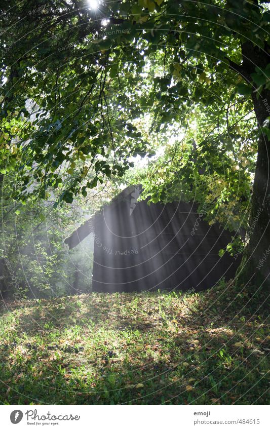 Enlightened Environment Nature Autumn Tree Grass Bushes Meadow Forest Hut Natural Green Deserted Day Sunlight Sunbeam Sunrise Sunset Shallow depth of field