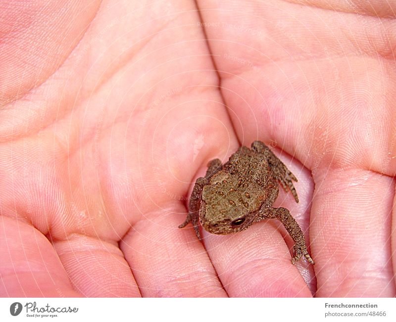 mini frog Sweet Diminutive Life Vacation & Travel Netherlands Lake Meadow big hand Rain To go for a walk