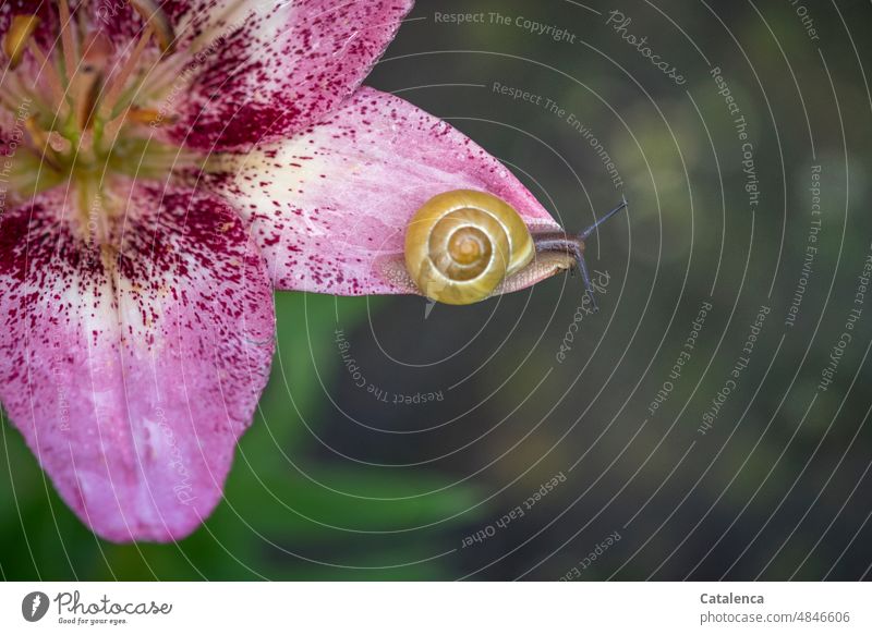 Ribbon snail on petal fauna flora Animal Crumpet ribbon screw Cepaea hortensis Snail shell Garden Day Blossom Nature Feeler Slimy Slowly Small Lily plants