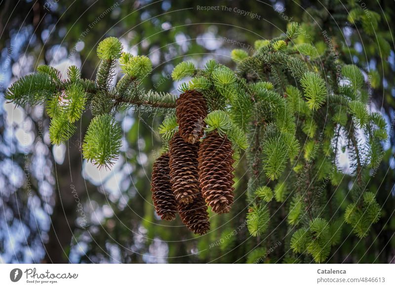 spruce cone Nature flora Botany Tree Coniferous trees Plant Garden Cone augmentation wax reproduction Spring Green Blue Brown Day daylight Spruce spruce branch