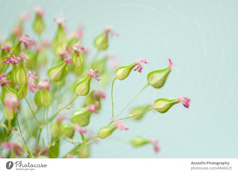 Close up image of dry flowers. Minimalist flower background. still life dead fine art simple beauty macro minimalism nature garden close up blur blurry