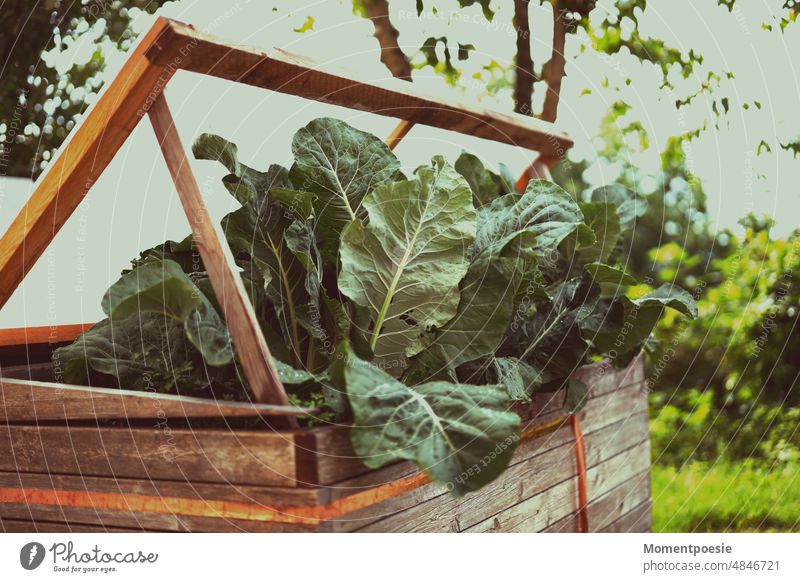 Raised bed Vegetable herbaceous grow Garden Gardener do gardening self-catering organic Organic farming Organic produce Gardening Food Fresh wax Nutrition