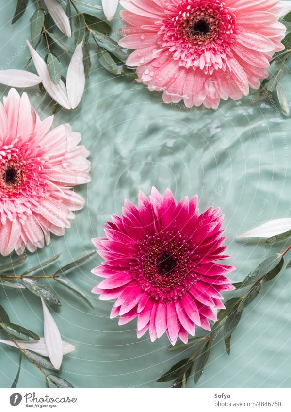 Beautiful green summer beauty background with pink gerbera daisys in water flower floral day nature spring color frame cosmetic spa fashion concept pastel petal