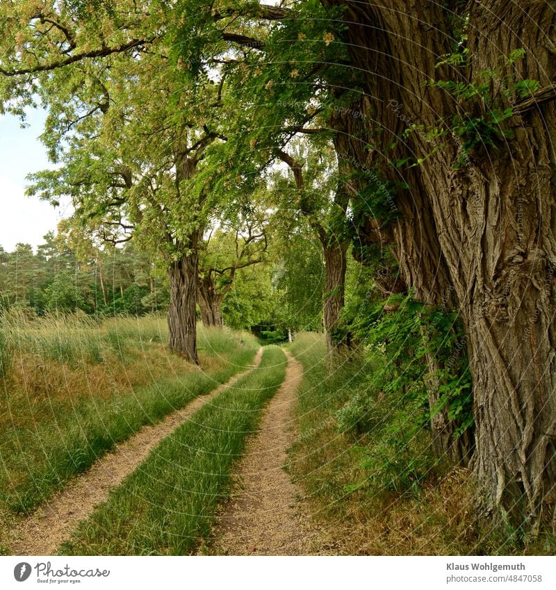 Field path with flowering black locust trees on a warm spring day leads to a forest edge Robinia off the beaten track Avenue bark Summer Wayside blossom