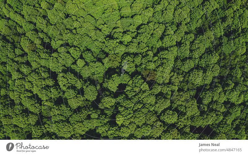 Aerial view of springtime forest grass natural foliage high peaceful nature leaf day meadow background trees above wisconsin outdoors environment yellow valley