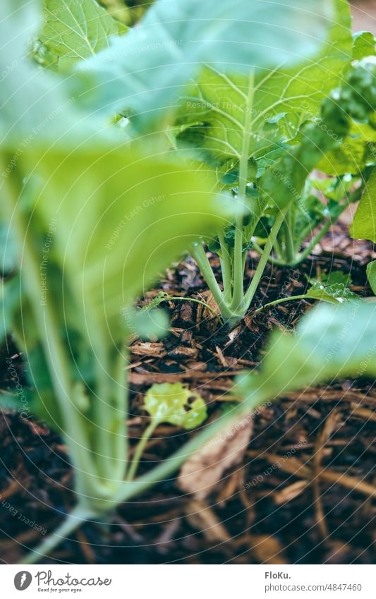 young kohlrabi in bed Vegetable Kohlrabi Garden Bed (Horticulture) Food Vegetarian diet Nutrition Organic produce Healthy Eating Green Exterior shot Fresh