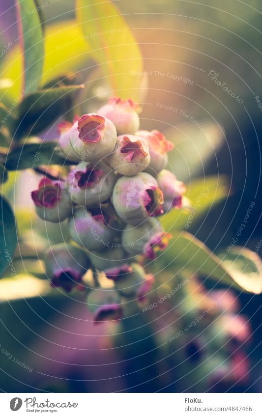 Unripe blueberries in sunlight blueberry Blueberry Berries Fruit Plant Fresh Healthy Food Delicious Close-up Colour photo cute Nutrition Vegetarian diet