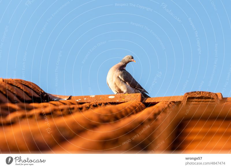 A pigeon sits on a red tiled roof and curiously looks down to the photographer Pigeon city dove Roof Tiled roof Sit inquisitorial cautious Blue sky Sky Bird