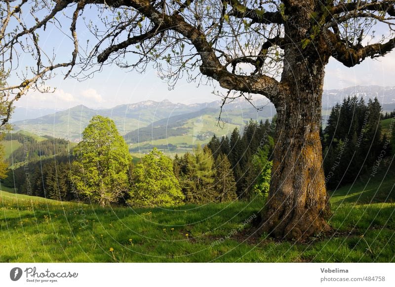 Tree at the Hundwiler Höhi Trip Summer Summer vacation Mountain Hiking Nature Landscape Cloudless sky Beautiful weather Forest Hill Alps Peak Natural Blue Brown