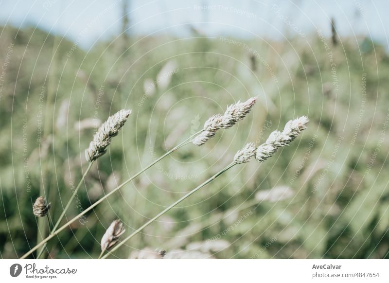 Nature background with corn flakes on the countryside with copy space and airy concept. Wallpaper image, deep breath and relax mental health concept. grain