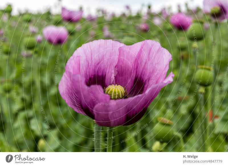 Single poppy flower in a field of blue poppies. Poppy Poppy field poppy seed capsules Blossom flowering flower Green pastures blooming spring flowers pink