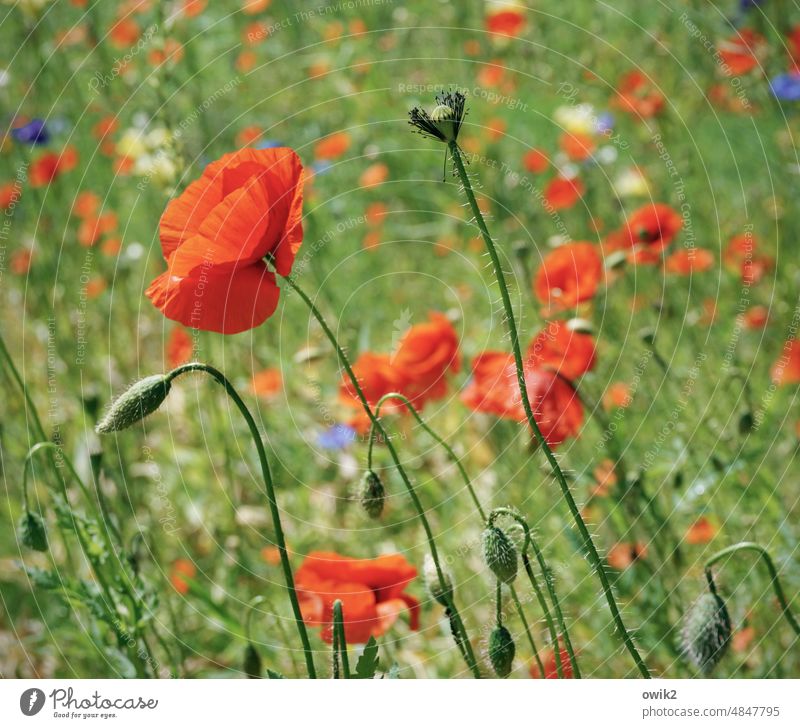 red on green Corn poppy Flower Landscape Peaceful red poppy Idyll Intensive naturally Beautiful weather Green Red bright red Blossom Spring Growth Colour photo