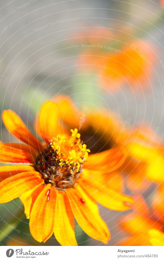 Orange Flower in golden Light Nature Plant Fire Sunrise Sunset Sunlight Summer Blossom Pot plant Garden Healthy Hot Bright Beautiful Natural Wild Brown Yellow