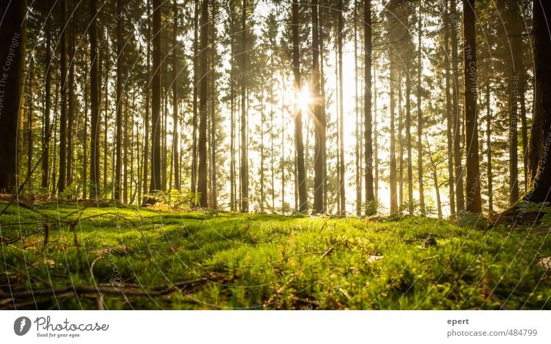 Here comes the sun Nature Plant Sun Sunlight Tree Grass Bushes Moss Forest Esthetic Happy Beautiful Calm Colour photo Exterior shot Deserted Morning Light