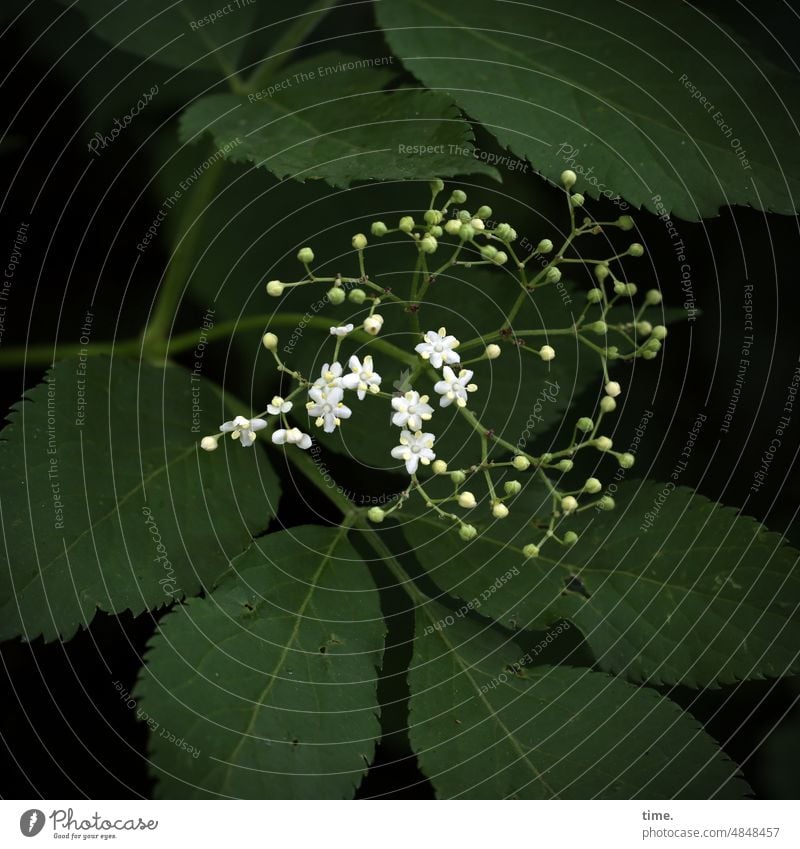 elder Blossom Elderflower early stage Dark Illuminate buds Plant muskweed plant Nature Green naturally Leaf Close-up Summer