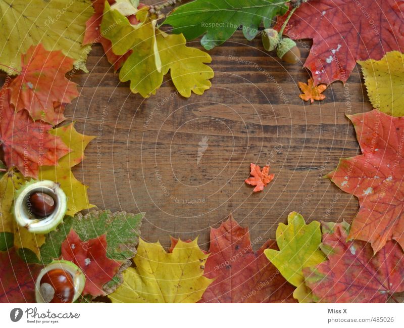 Diegos Autumn Project Leisure and hobbies Handicraft Decoration Thanksgiving Hallowe'en Leaf Wood Multicoloured Autumn leaves Frame Background picture