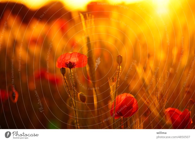 Poppy in evening light in front of a grain field poppies Red Field Summer evening Grain Cornfield Sunset Summery Back-light Evening