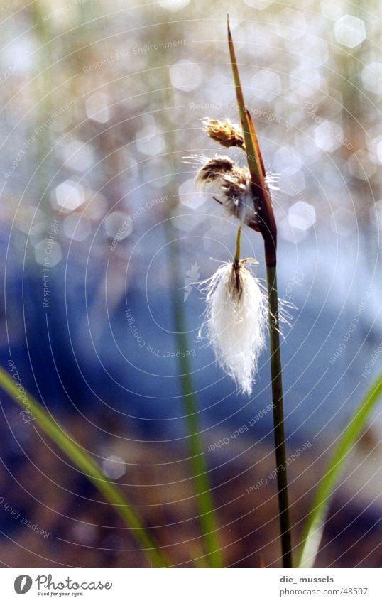 sad fibre Blossom Pond Lake Thread Blade of grass Grass Water