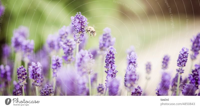 Bee approaching a lavender flower Nature Garden Lavender Exterior shot Violet blossom Flying Insect Pollination bee deaths die of insects back to nature