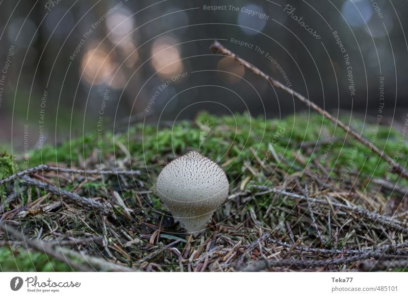 firstling Environment Nature Landscape Plant Moss Wild plant Forest Esthetic Adventure Mushroom Mushroom cap Beatle haircut Woodground Subdued colour