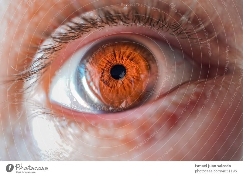 man brown eye looking at camera man eye eyelashes color brown color body part pupil cornea iris vision view see skin wrinkles beauty eyeball eyesight macro