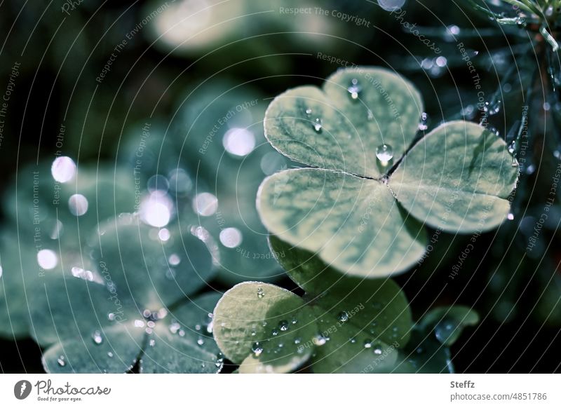 Shamrock after the summer rain Cloverleaf Four-leafed clover Good luck charm Happy raindrops Drop Rain Foliage plant August rainy Weather drop picture naturally