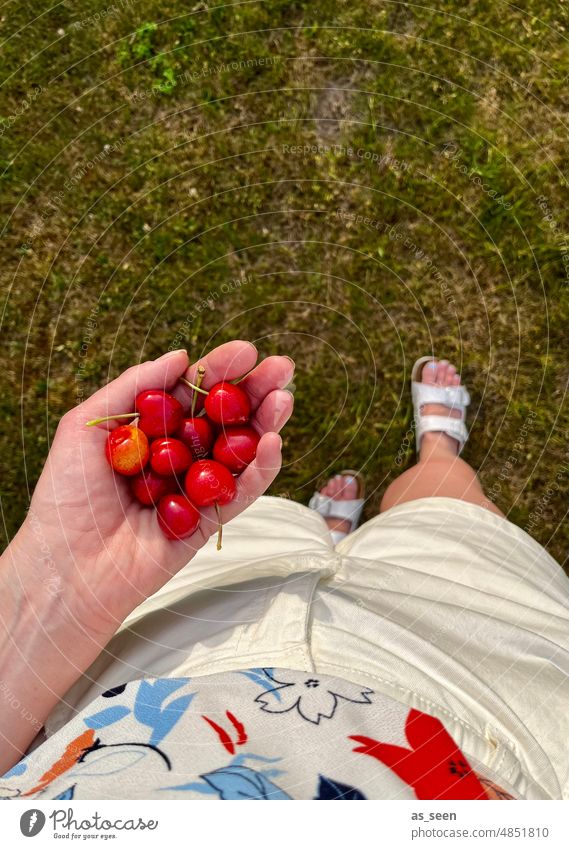 cherry harvest cherries Hand Meadow Bird's-eye view Summer Fruit Red Mature Cherry Food Harvest Fresh Nature Garden Green White Blue Pattern T-shirt Pants