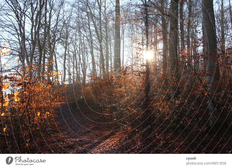 Morning sun in forest in winter, copper beech tree forest path Winter sun morning light Morning fog Forest walk Copper beech Beech tree Tree trunk tree trunks