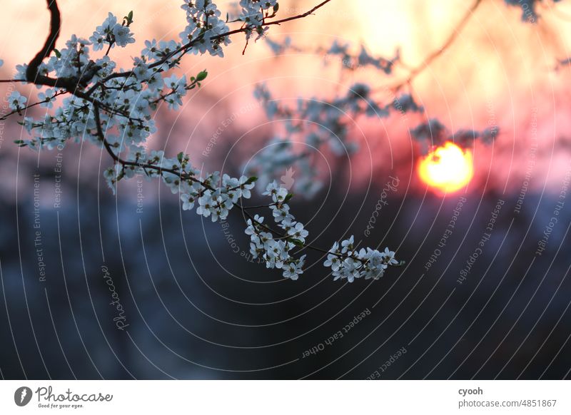 Flowering fruit tree in the evening sun in pastel tones Spring Orchard meadows Plum tree plum tree Sunset Evening sun pastel shades Deserted Delicate White