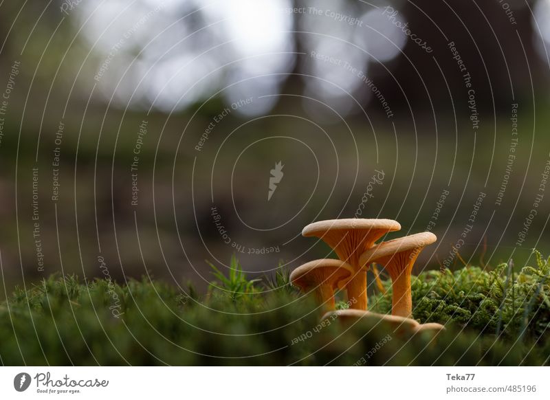 These three Environment Nature Landscape Plant Wild plant Forest Esthetic Mushroom Woodground Exterior shot Macro (Extreme close-up) Deserted Evening