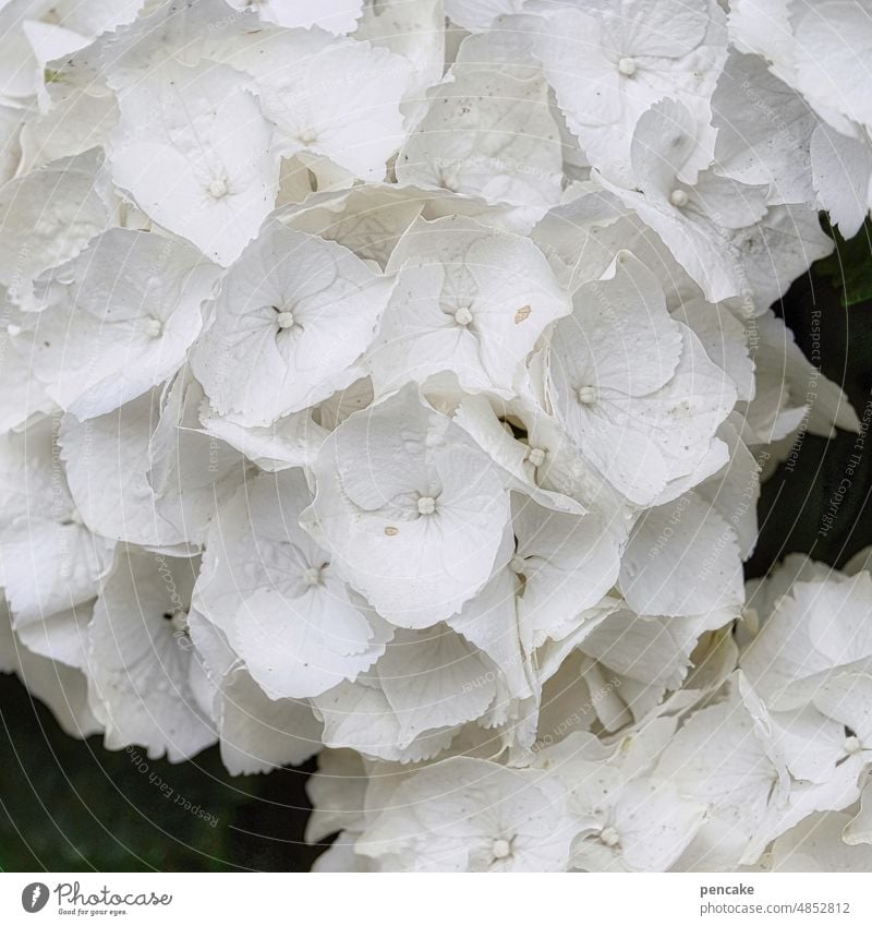 flower magic Hydrangea Blossom White Close-up Splendid Flower magic garden perennial Hydrangea blossom Detail Garden Blossoming Macro (Extreme close-up)