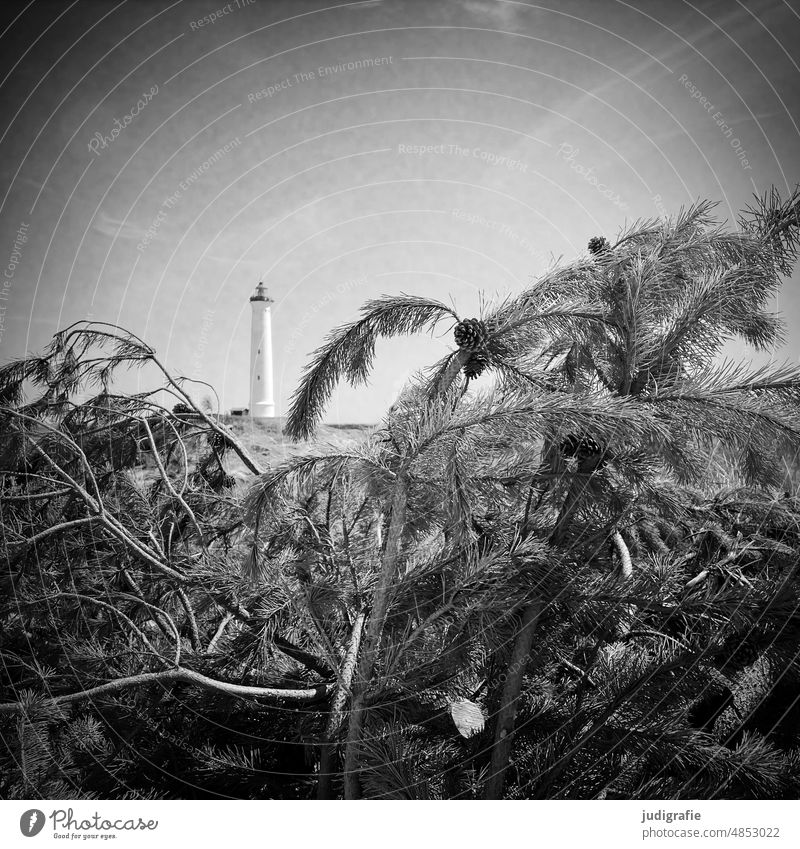 Lyngvig Fyr Lighthouse coast Ocean Landscape Beach pines Twigs and branches twigs Denmark North Sea Jutland Black & white photo Square