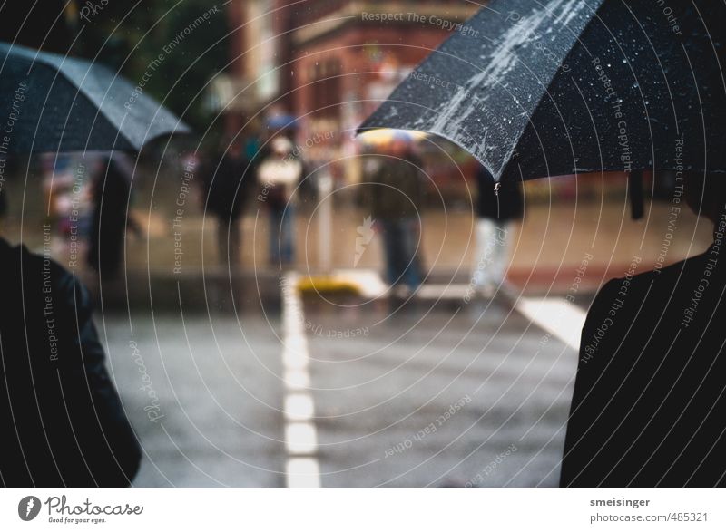 rain, umbrellas Human being Water Drops of water Autumn Weather Bad weather Rain Hamburg Town Downtown Road traffic Pedestrian Street Pedestrian crossing