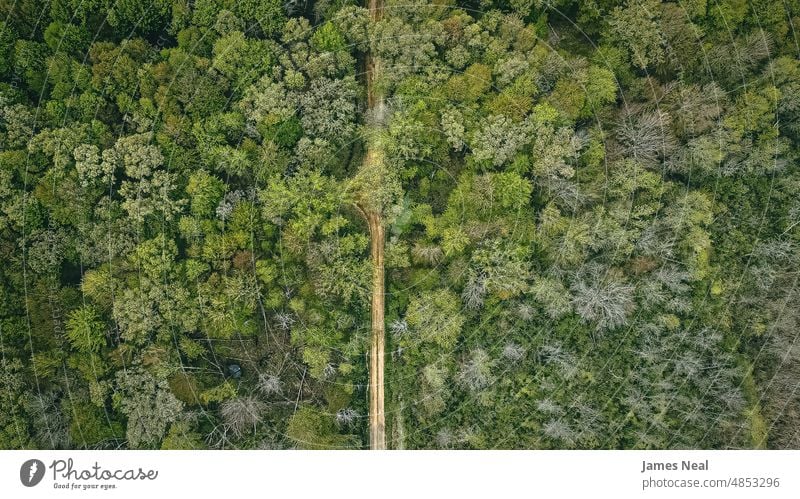 Hidden road in the forest in spring grass autumn natural color woods leaf day beauty background trees summer journey trail outdoors environment yellow white