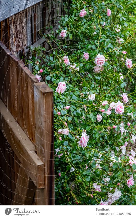 The secret rose garden Rose garden Garden pink Flower Rose blossom Pink Summer Nature pretty Blossom Plant Blossoming Rose leaves Blossom leave Esthetic